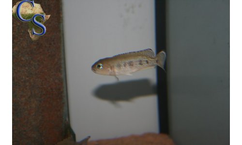 Neolamprologus hecqui